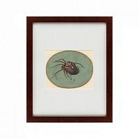 картина: spider, 1690 в Чите