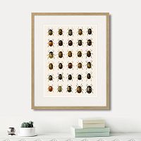 картина: assorted beetles №2, 1735г. в Чите