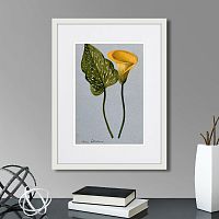 картина: yellow arum lily, 1899г. в Чите