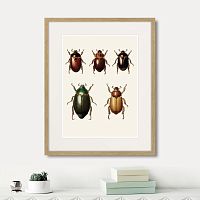 картина: assorted beetles №7, 1735г. в Чите