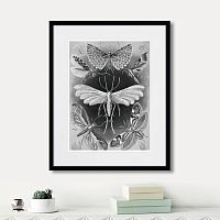 картина: art forms of nature №4, 1897г. в Чите