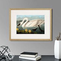 картина: common american swan (white), 1838г. в Чите