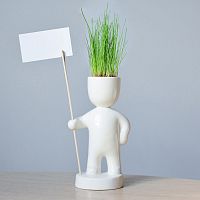 набор для выращивания eco знаменосец в Чите