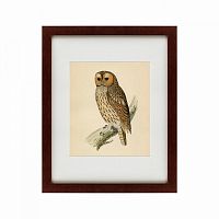 картина: brown owl, 1760 в Чите
