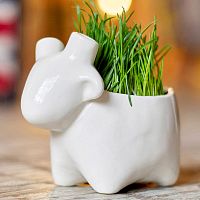 набор для выращивания eco овечка в Чите