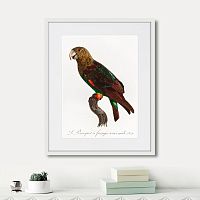 картина: beautiful parrots №3, 1872г. в Чите