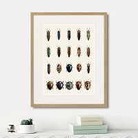 картина: assorted beetles №3, 1735г. в Чите