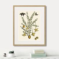 картина: juicy fruit lithography №1, 1870г. в Чите