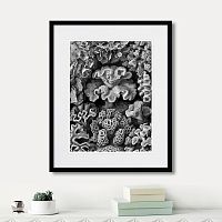 картина: art forms of nature №2, 1897г. в Чите