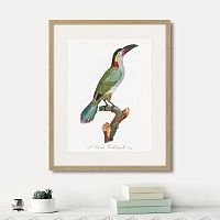 картина: beautiful toucans №3, 1806г. в Чите