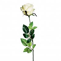 роза белая 71 см (24) в Чите