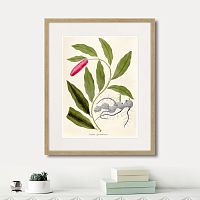 картина: fragmenta botanica №11, 1809г. в Чите