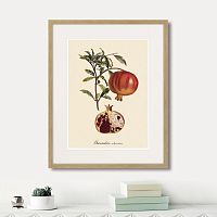 картина: juicy fruit lithography №7, 1870г. в Чите