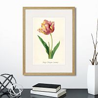 картина: botany illustration №3, 1836г. в Чите