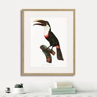 картина: beautiful toucans №2, 1806г. в Чите