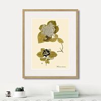 картина: viburnum lantana, 1740г. в Чите