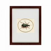 картина: beetle, 1700 в Чите