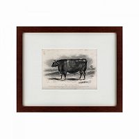 картина: a short horned steer, 1849 в Чите