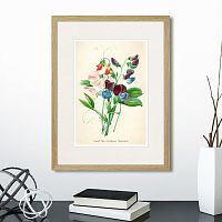 картина: botany illustration №4, 1836г. в Чите