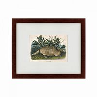 картина: armadillo (dasypus peba), 1848 в Чите