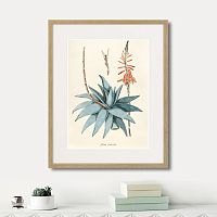 картина: fragmenta botanica №7, 1809г. в Чите