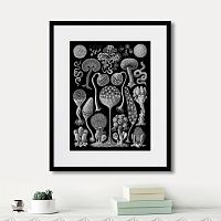 картина: art forms of nature №3, 1897г. в Чите