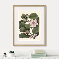 картина: balsam tree with pink flower, 1741г. в Чите