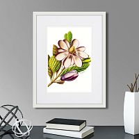 картина: caribian flora purple magnolia, 1740г. в Чите