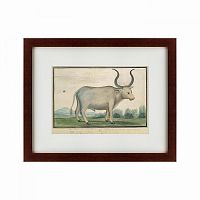 картина: cape ox, 1778 в Чите