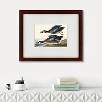 картина: blue-winged teal, 1836 в Чите