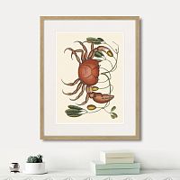 картина: land crab and tapia branch, 1742г. в Чите