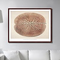 картина: leaf of a gigantic water lily, 1870г. в Чите