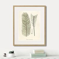 картина: fragmenta botanica №9, 1809г. в Чите