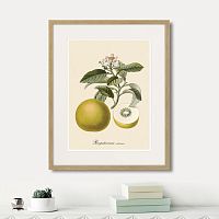 картина: juicy fruit lithography №10, 1870г. в Чите
