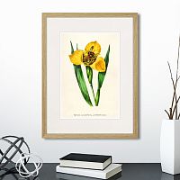 картина: botany illustration №14, 1836г. в Чите