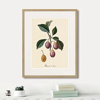 картина: juicy fruit lithography №9, 1870г. в Чите