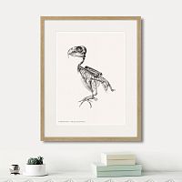 картина: chrysotis braziliensis, 1867г. в Чите