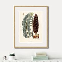 картина: fragmenta botanica №5, 1809г. в Чите